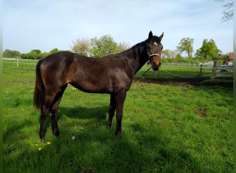 Hannoveraner, Stute, 2 Jahre, 167 cm, Dunkelbrauner