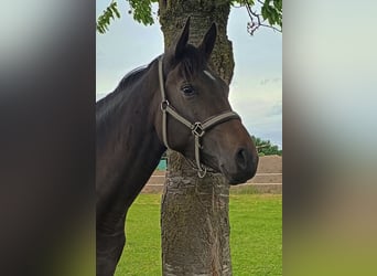 Hannoveraner, Stute, 2 Jahre, 167 cm, Dunkelbrauner