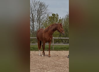 Hannoveraner, Stute, 2 Jahre, 167 cm, Dunkelfuchs