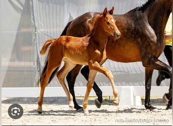 Hannoveraner, Stute, 2 Jahre, 167 cm, Fuchs