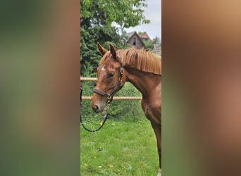 Hannoveraner, Stute, 2 Jahre, 167 cm, Fuchs