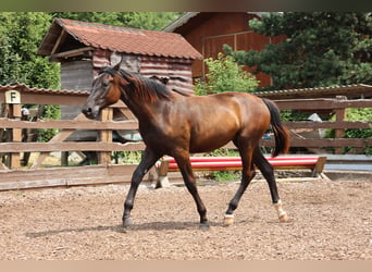 Hannoveraner, Stute, 2 Jahre, 167 cm, Schwarzbrauner