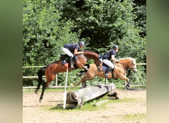 Hannoveraner, Stute, 2 Jahre, 168 cm, Brauner
