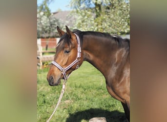 Hannoveraner, Stute, 2 Jahre, 168 cm, Brauner