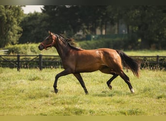 Hannoveraner, Stute, 2 Jahre, 168 cm, Brauner