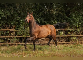 Hannoveraner, Stute, 2 Jahre, 168 cm, Brauner