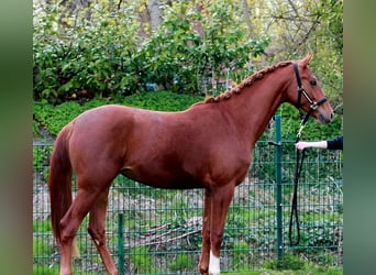 Hannoveraner, Stute, 2 Jahre, 169 cm, Dunkelfuchs