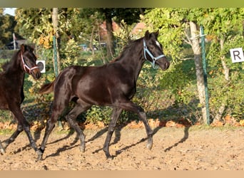 Hannoveraner, Stute, 2 Jahre, 169 cm, Rappe