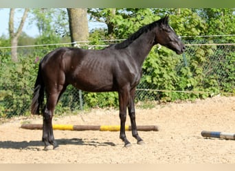 Hannoveraner, Stute, 2 Jahre, 169 cm, Rappe