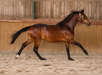 Hannoveraner, Stute, 2 Jahre, 170 cm, Brauner