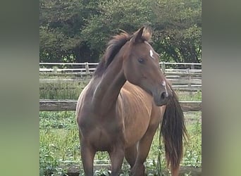 Hannoveraner, Stute, 2 Jahre, 170 cm, Brauner