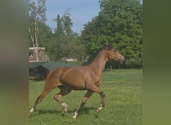 Hannoveraner, Stute, 2 Jahre, 170 cm, Brauner