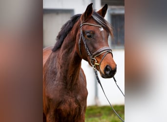 Hannoveraner, Stute, 2 Jahre, 170 cm, Dunkelbrauner