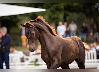 Hannoveraner, Stute, 2 Jahre, 170 cm, Dunkelfuchs