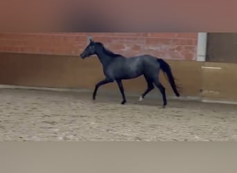 Hannoveraner, Stute, 2 Jahre, 170 cm, Schimmel