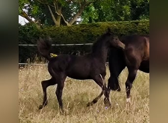 Hannoveraner, Stute, 2 Jahre, 170 cm, Schwarzbrauner