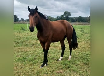 Hannoveraner, Stute, 2 Jahre, 172 cm, Brauner