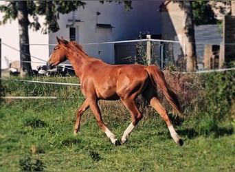 Hannoveraner, Stute, 2 Jahre, 172 cm, Fuchs