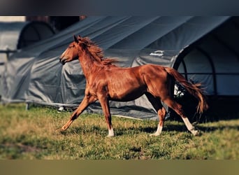 Hannoveraner, Stute, 2 Jahre, 172 cm, Fuchs