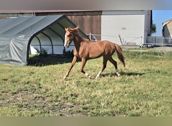 Hannoveraner, Stute, 2 Jahre, 172 cm, Fuchs