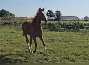 Hannoveraner, Stute, 2 Jahre, 172 cm, Fuchs