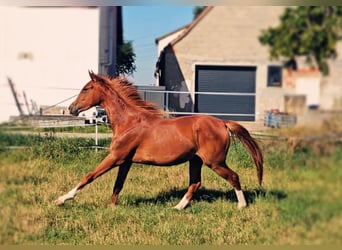 Hannoveraner, Stute, 2 Jahre, 172 cm, Fuchs