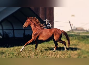 Hannoveraner, Stute, 2 Jahre, 172 cm, Fuchs