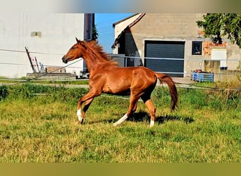 Hannoveraner, Stute, 2 Jahre, 172 cm, Fuchs