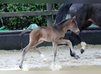 Hannoveraner, Stute, 2 Jahre, 172 cm, Schwarzbrauner