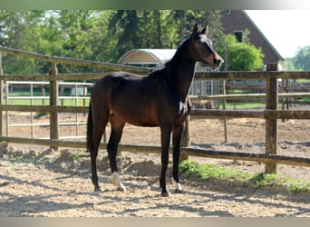 Hannoveraner, Stute, 2 Jahre, 172 cm, Schwarzbrauner
