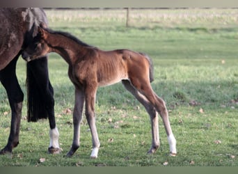 Hannoveraner, Stute, 2 Jahre, 172 cm, Schwarzbrauner
