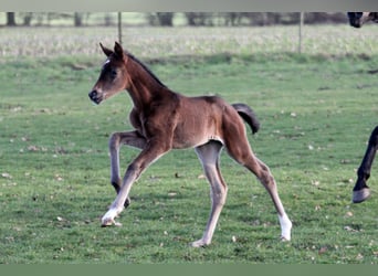 Hannoveraner, Stute, 2 Jahre, 172 cm, Schwarzbrauner