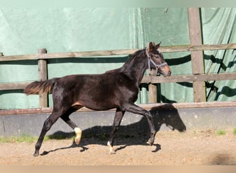 Hannoveraner, Stute, 2 Jahre, 172 cm, Schwarzbrauner