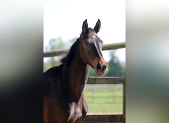 Hannoveraner, Stute, 2 Jahre, 172 cm, Schwarzbrauner