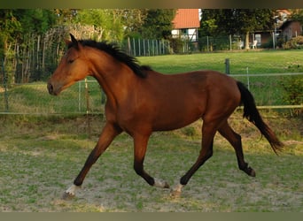 Hannoveraner, Stute, 2 Jahre, 175 cm, Brauner