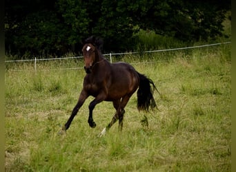 Hannoveraner, Stute, 2 Jahre, 175 cm, Dunkelbrauner