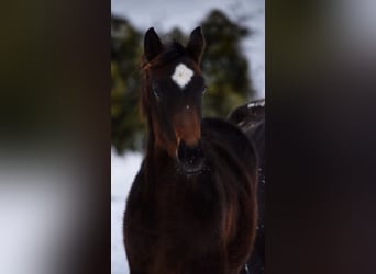 Hannoveraner, Stute, 2 Jahre, 175 cm, Dunkelbrauner