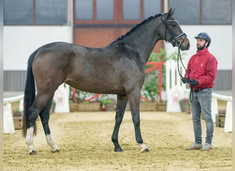 Hannoveraner, Stute, 2 Jahre, Brauner