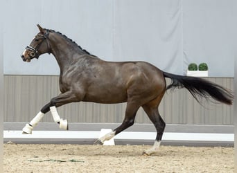 Hannoveraner, Stute, 2 Jahre, Brauner