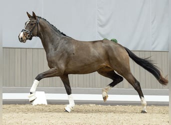 Hannoveraner, Stute, 2 Jahre, Brauner