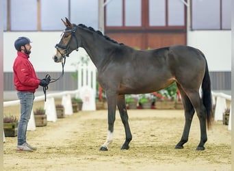 Hannoveraner, Stute, 2 Jahre, Brauner