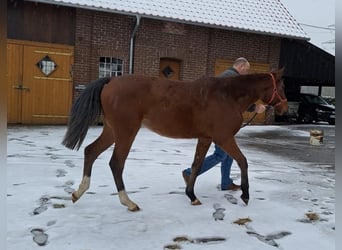 Hannoveraner, Stute, 2 Jahre, Brauner