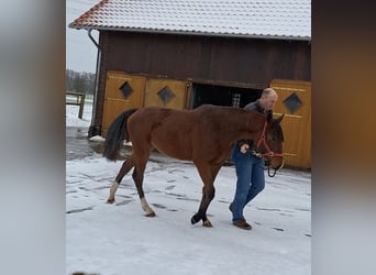 Hannoveraner, Stute, 2 Jahre, Brauner