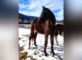 Hannoveraner, Stute, 2 Jahre, Dunkelbrauner