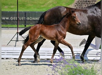 Hannoveraner, Stute, 2 Jahre, Dunkelbrauner