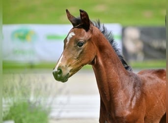 Hannoveraner, Stute, 2 Jahre, Dunkelbrauner