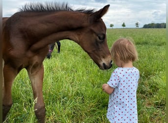 Hannoveraner, Stute, 2 Jahre, Dunkelbrauner