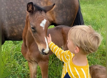 Hannoveraner, Stute, 2 Jahre, Dunkelbrauner