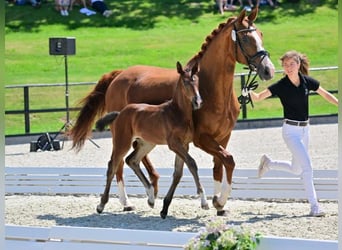 Hannoveraner, Stute, 2 Jahre, Dunkelbrauner