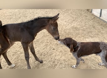 Hannoveraner, Stute, 2 Jahre, Dunkelbrauner